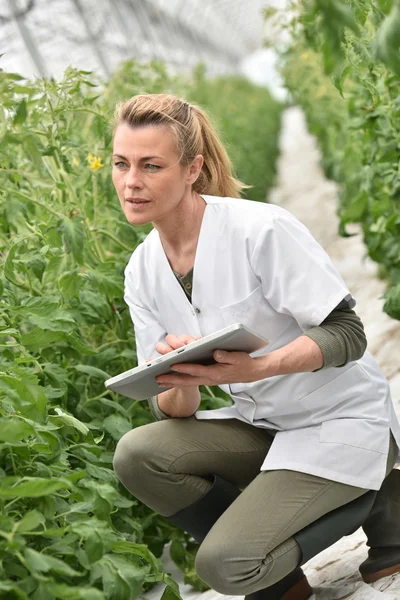 Agronomista analisando plantas — Fotografia de Stock