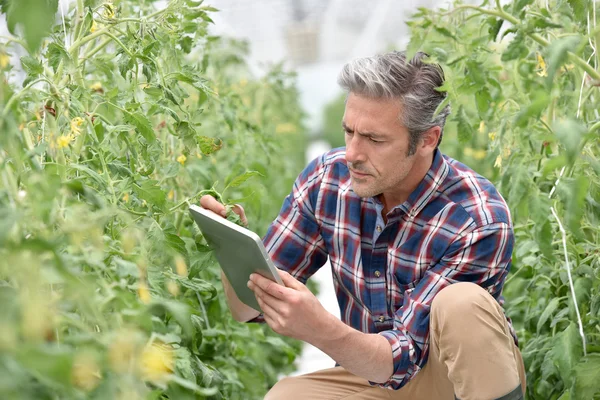 Agricultor verificando plantas de tomate — Fotografia de Stock