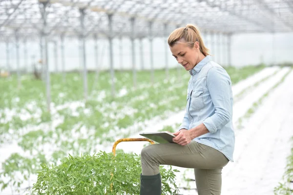 Woman  checking tomato plants — Stock Photo, Image