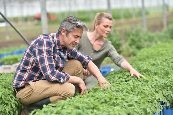 Agricultores que verificam plantas — Fotografia de Stock