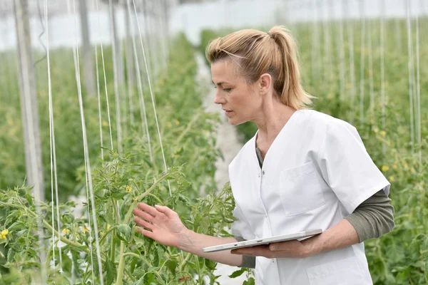 Plantas de análisis agrónomo —  Fotos de Stock