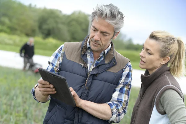 Agricultores inspeccionando la calidad de los cultivos —  Fotos de Stock