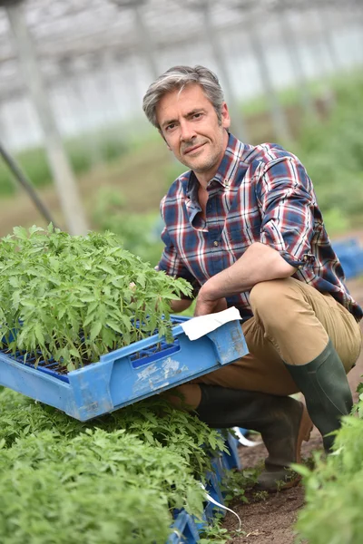 Farmer holding tray of organic plants — Stock Photo, Image