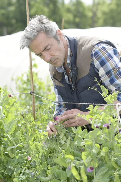 Rolnik sprawdzanie warzywa wiersza — Zdjęcie stockowe