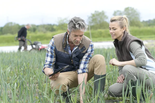 Farmers inspecting crop quality — Stock Photo, Image