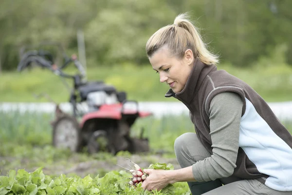 Donna in campo che raccoglie verdure — Foto Stock