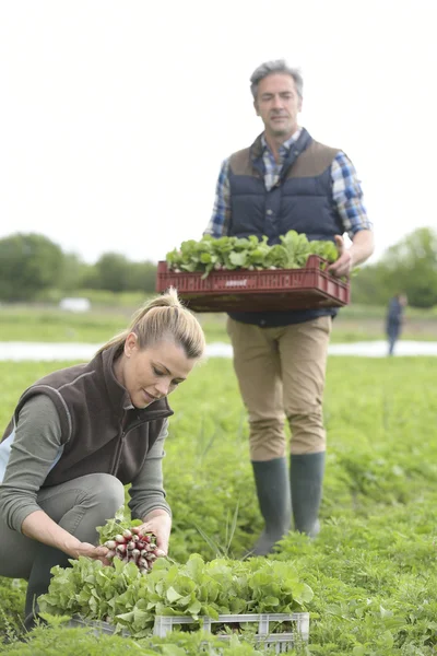 Farmers collecting radishes — Stock Photo, Image