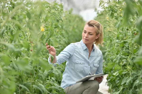 Femme contrôlant les plants de tomate — Photo