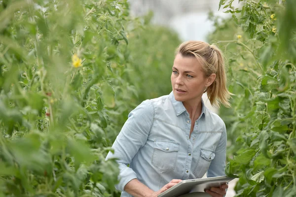 Woman  checking tomato plants — Stock Photo, Image