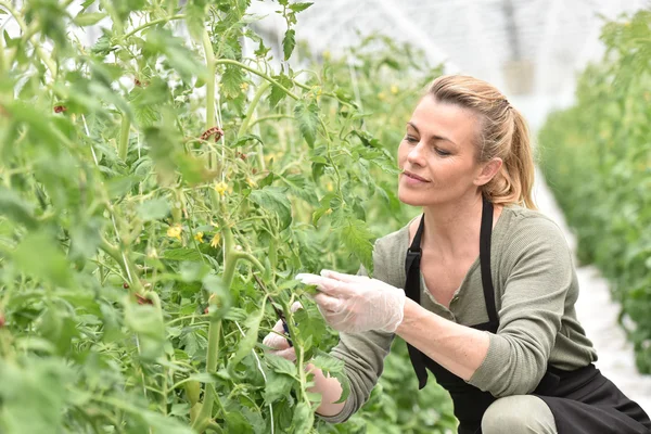 Agricultor que cultiva tomates — Fotografia de Stock