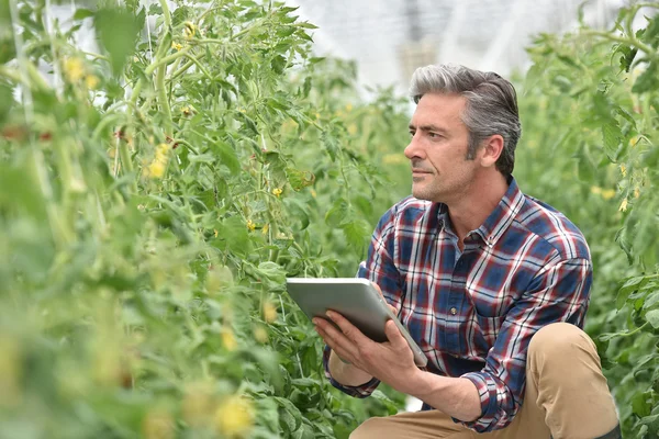 Agricultor comprobando plantas de tomate — Foto de Stock