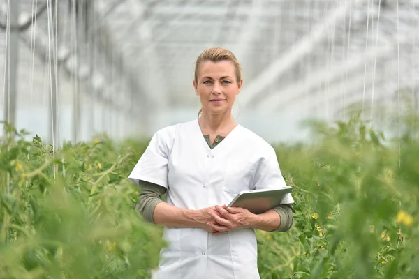 Agronomist standing in greenhouse — Stock Photo, Image