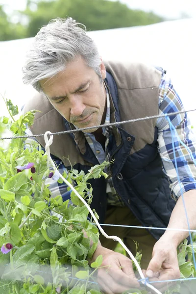 Farmer checking vegetables row — Stock Photo, Image