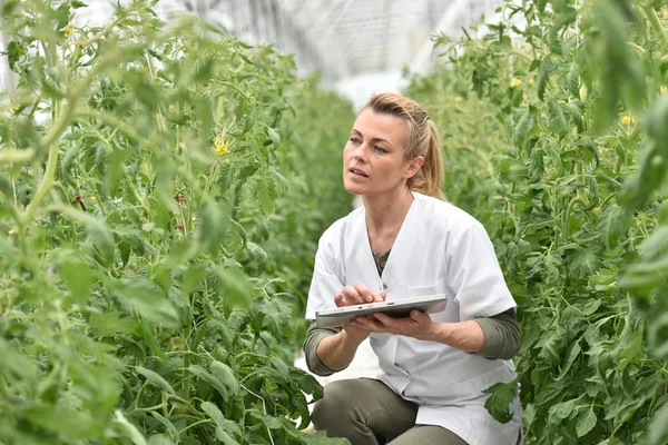 农艺师分析植物 — 图库照片