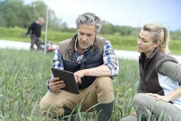 Farmers inspecting crop quality — Stock Photo, Image