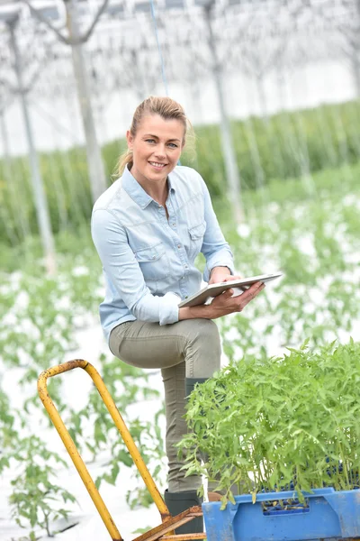 Femme contrôlant les plants de tomate — Photo