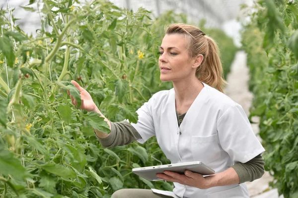 Agronomist analysing plants — Stock Photo, Image