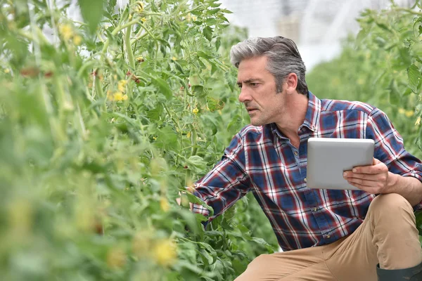 Fermier contrôlant les plants de tomate — Photo