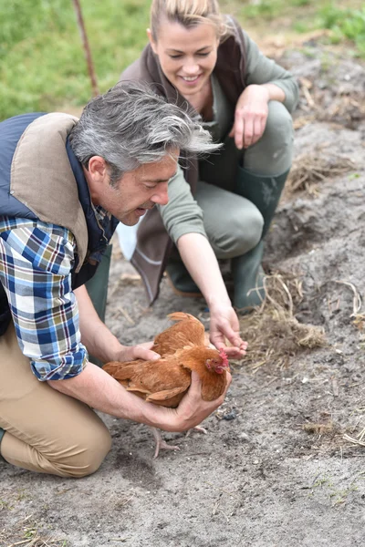 Farmers taking care of hen — Stock Photo, Image