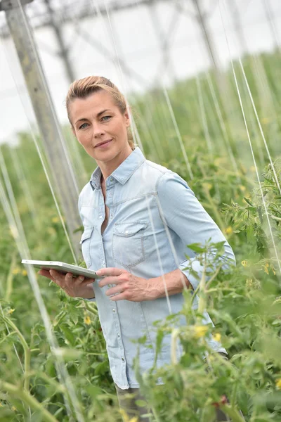 Vrouw tomatenplanten controleren — Stockfoto