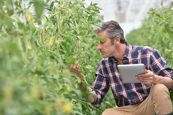 Agricultor verificando plantas de tomate — Fotografia de Stock