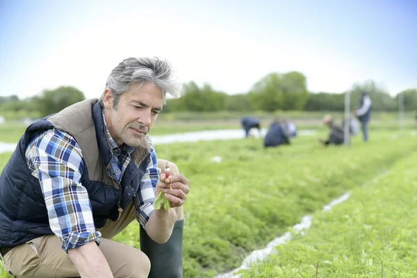 Landwirt kontrolliert Rettichernte — Stockfoto