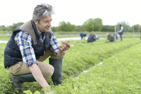 Agricoltore che controlla il raccolto di ravanello — Foto Stock