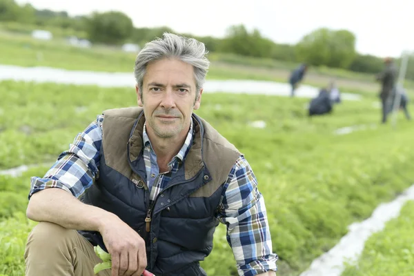 Agricultor que comprueba la cosecha — Foto de Stock