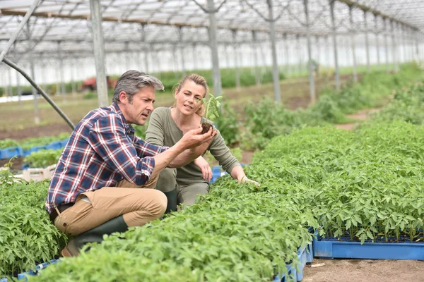 Agricultores que verificam plantas — Fotografia de Stock