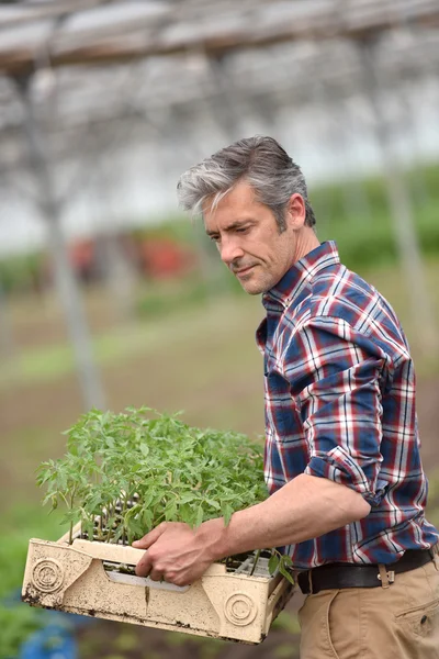 Landwirt hält Tablett mit Bio-Pflanzen — Stockfoto