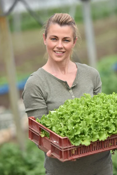 Mezőgazdasági termelő gazdaság tálca ökológiai növények — Stock Fotó