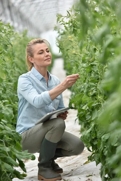 Kvinna kontrollera tomatplantor — Stockfoto