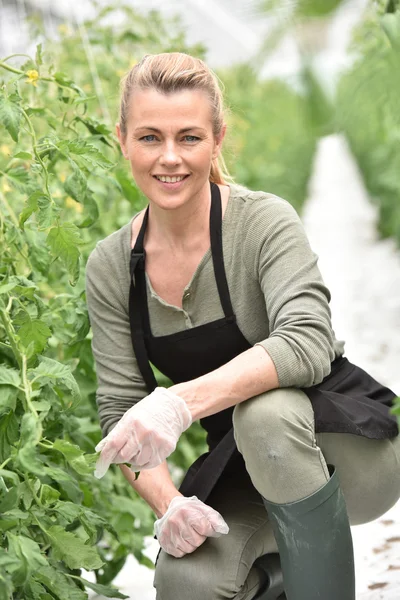 Agricoltore che coltiva pomodori — Foto Stock