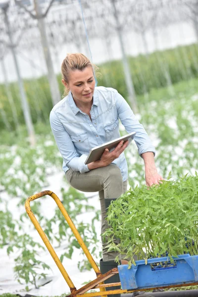 Femme contrôlant les plants de tomate — Photo