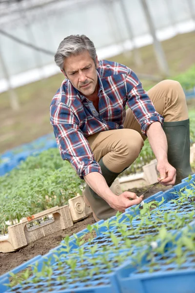 Worker preparing vegetable plants Stock Photo