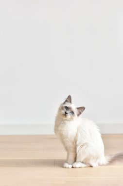 Kutsal Birmanie yavru kedi