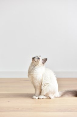 Kutsal Birmanie yavru kedi