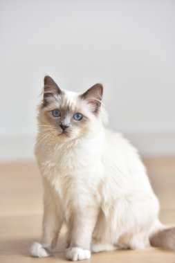 Kutsal Birmanie yavru kedi