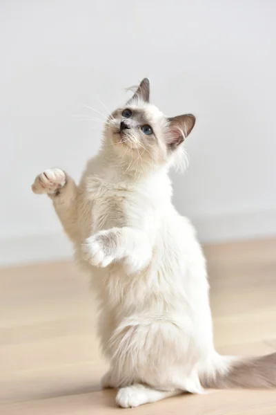 Sacred of Birmanie kitten — Stock Photo, Image