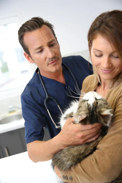 Veterinário examinando gato na clínica — Fotografia de Stock