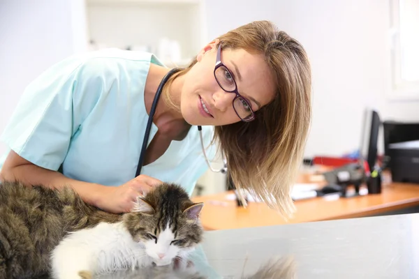 Veterinär undersöka katten öroninfektion — Stockfoto