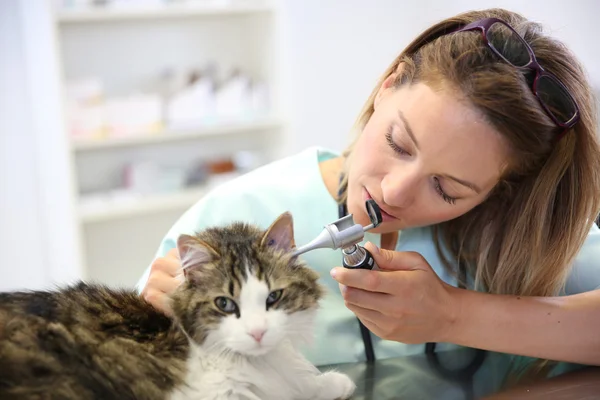 Veterinär undersöka katten öroninfektion — Stockfoto