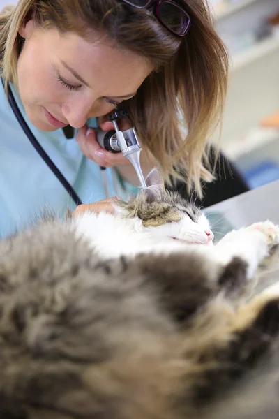 Ветеринар, изучающий кошачью ушную инфекцию — стоковое фото