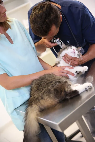Veterinär kontroll på katt hälsa — Stockfoto