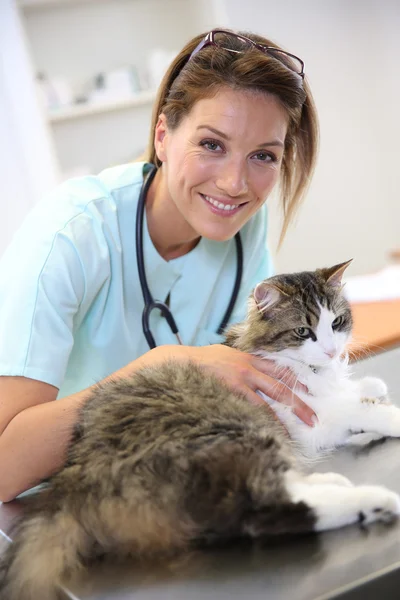 Hymyilevä eläinlääkäri kissan kanssa — kuvapankkivalokuva
