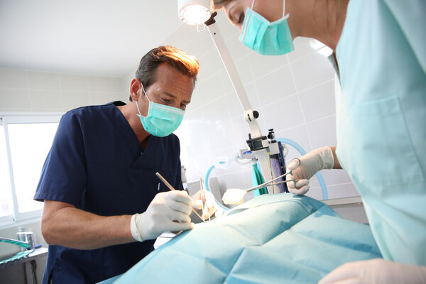 Veterinarian and assistant in surgery room