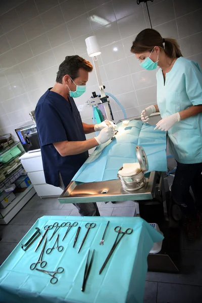 Veterinario y asistente en sala de cirugía —  Fotos de Stock