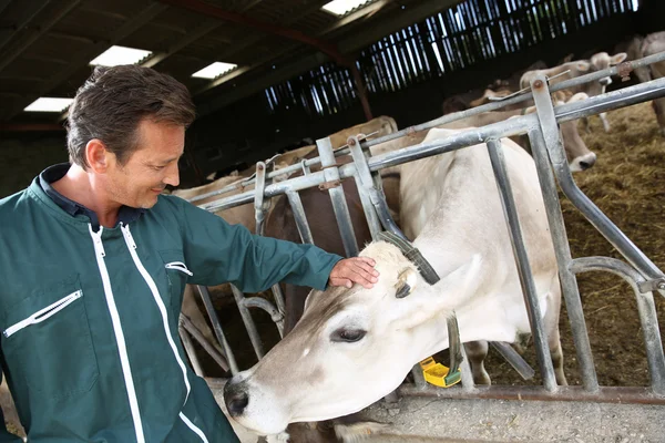 Fröhlicher Bauer streichelt Kuh im Stall — Stockfoto