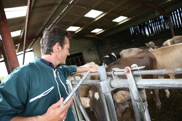 Agricultor em celeiro usando tablet digital — Fotografia de Stock