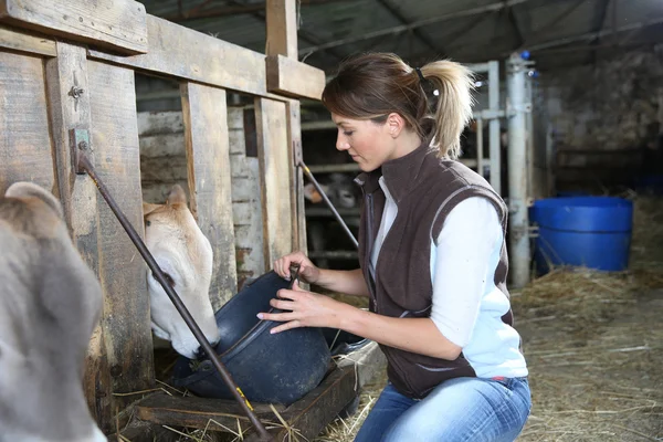 Mujer criadora alimentando vacas en granero — Foto de Stock